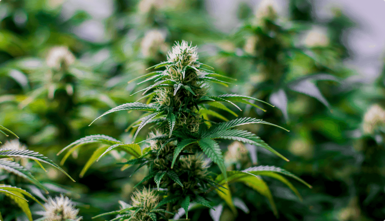 Cannabisblüten mit Fokus auf eine Blüte im Vordergrund